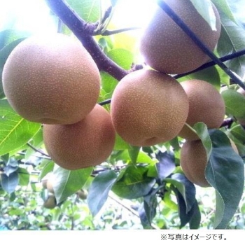 【梨ギフト】埼玉県白岡地区産　彩玉梨５ｋｇ　８～１０個入　ＳＳ－５
