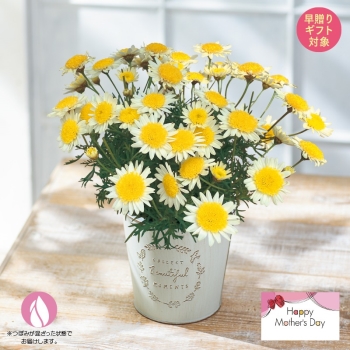 【早割り 母の日】マーガレット鉢植え「ソレミオ」（５号）