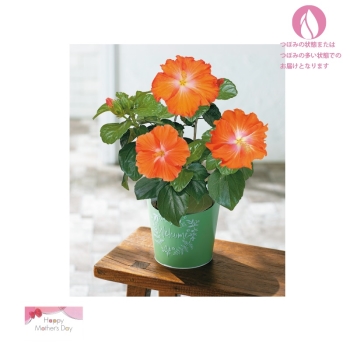 【母の日】ハイビスカス鉢植え「ポモナ」（５号）
