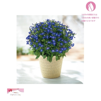 【母の日】ロベリア鉢植え「マスターピース」（５号）