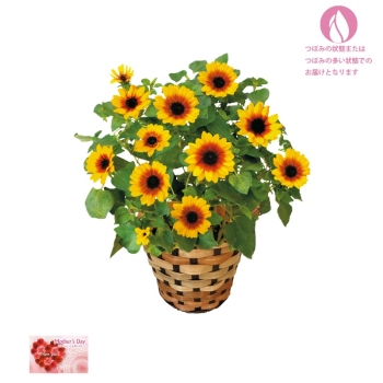 【母の日】ひまわり鉢植え「Ｈｏｎｅｙ」（５号）