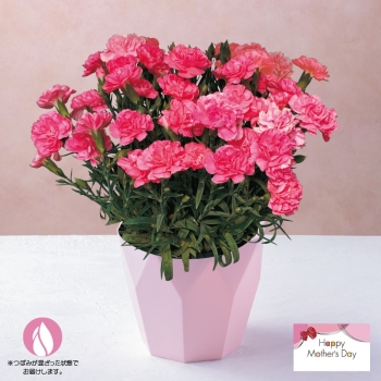 【母の日】カーネーション鉢植え「ハニーフラッシュ」（５号）