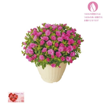 【母の日】八重咲きカリブラコア鉢植え「パープル」（５号）