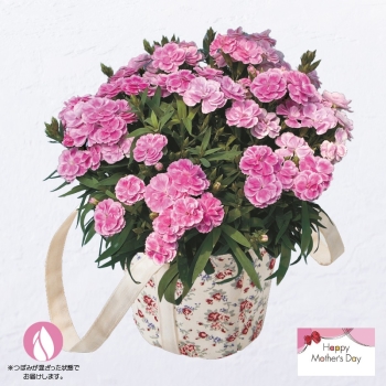 【母の日】カーネーション鉢植え「スイーツライラック」（５号）