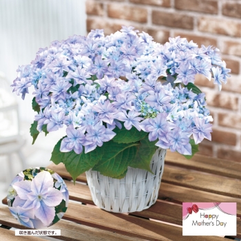【母の日】アジサイ鉢植え「空海」（５号）