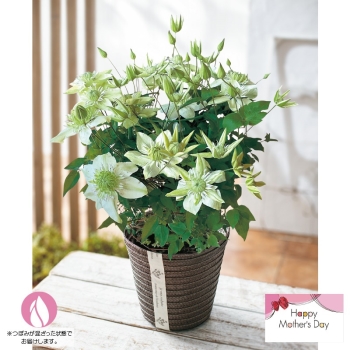 【母の日】クレマチス鉢植え「白万重」（５号）