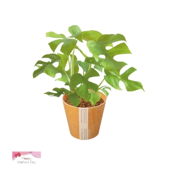 【母の日】ヒメモンステラ鉢植え
