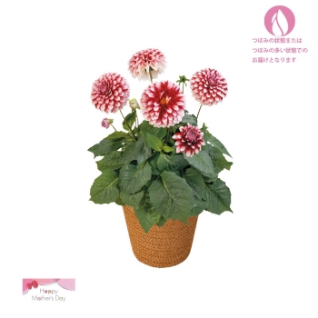 【母の日】ダリア鉢植え「ラベラグランデ」（５号）