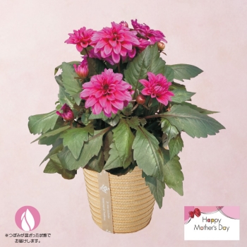 【母の日】ダリア鉢植え「テンプテーション」（５号）