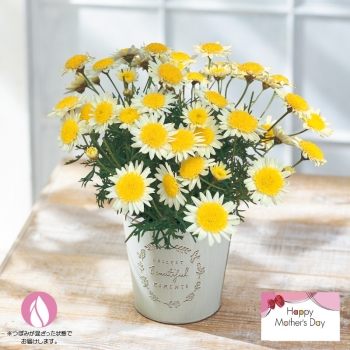【母の日】マーガレット鉢植え「ソレミオ」（５号）
