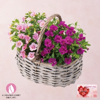 【母の日】八重咲カリブラコア「ペアバスケット」