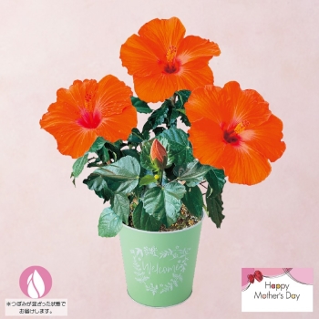 【母の日】ハイビスカス鉢植え「ヘラ」（５号）