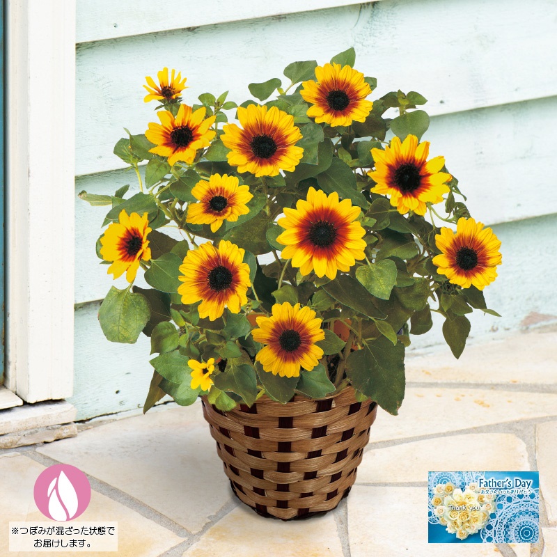 【父の日】ひまわり鉢植え「Ｈｏｎｅｙ」（５号）