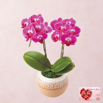 【母の日】胡蝶蘭 盆栽仕立て（４号）