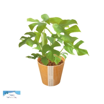 【父の日】ヒメモンステラ鉢植え