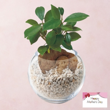 【母の日】ガジュマルガラスボール仕立て（４号）