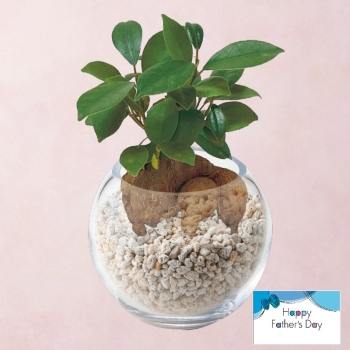 【父の日】ガジュマルガラスボール仕立て（４号）