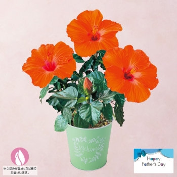 【父の日】ハイビスカス鉢植え「ヘラ」（５号）