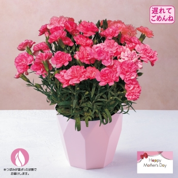 【遅れてごめんね 母の日】カーネーション鉢植え「ハニーフラッシュ」（５号）