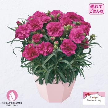 【遅れてごめんね 母の日】カーネーション鉢植え「ムジカ」（５号）