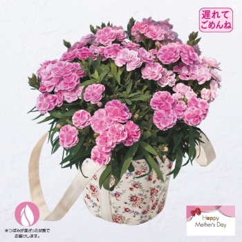 【遅れてごめんね 母の日】カーネーション鉢植え「スイーツライラック」（５号）