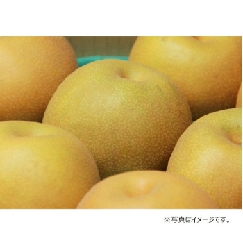 【梨ギフト】千葉県四街道地区産　豊水梨５ｋｇ　８～１２個入　ＹＨ５－８－１２