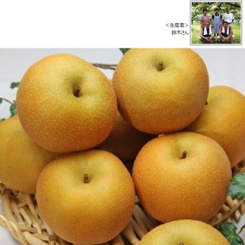 【梨ギフト】茨城県千代田地区産　鈴木さん幸水梨３ｋｇ　８～９個入　ＣＫ３－８