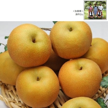 【梨ギフト】茨城県千代田地区産　鈴木さん幸水梨３ｋｇ　１０個入　ＣＫ３－１０