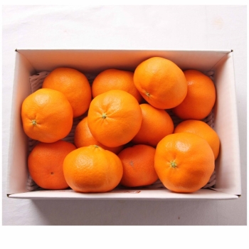 愛媛県産　甘平　約3kg