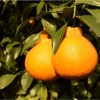 熊本県産　味咲　貯蔵不知火　３ｋｇ