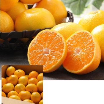 和歌山県産　ゆら早生みかん ３ｋｇ