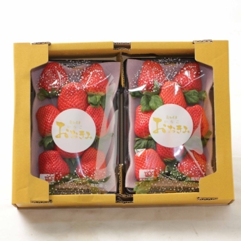 高知県産　おおきみ　２５０ｇ×２Ｐ