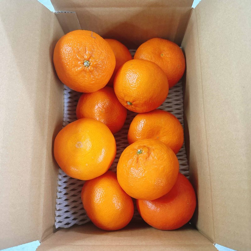 佐賀県産　はまさき 2.5kg バラ詰め