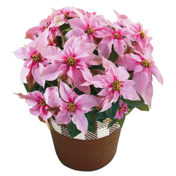 【お歳暮】プリンセチアピンクホワイト