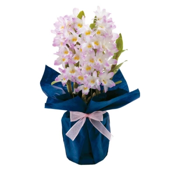 【お歳暮】デンドロビウム桃白系