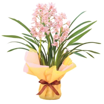 【お歳暮】テーブルシンビジウム