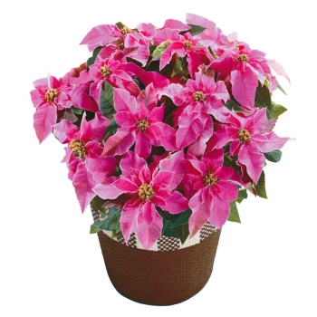 【お歳暮】プリンセチアホットピンク