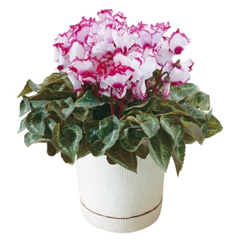 【お歳暮】シクラメンビクトリア