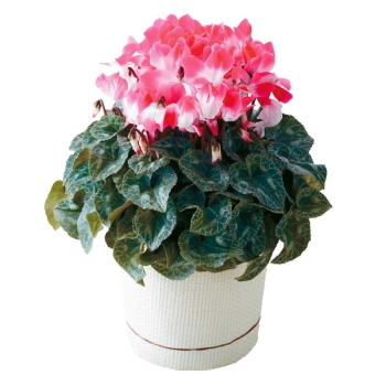 【お歳暮】シクラメンインディアカ