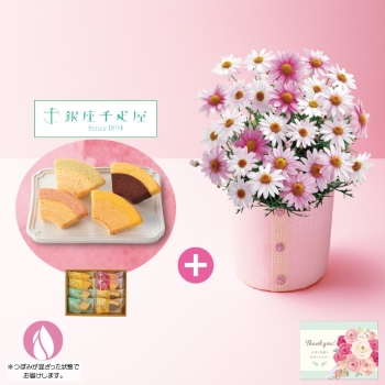 【母の日】マーガレット（さくらべーる）と「銀座千疋屋」銀座フルーツクーヘン