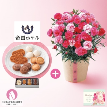 【母の日】カーネーション（さくらもなか）と「帝国ホテル」クッキー詰合せ