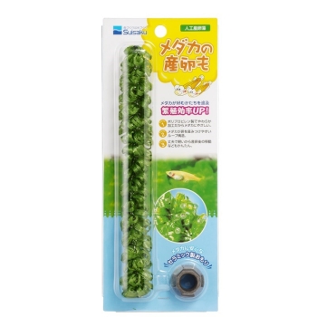 メダカの産卵も１本