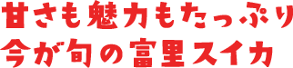 甘さも魅力もたっぷり今が旬の富里スイカ
