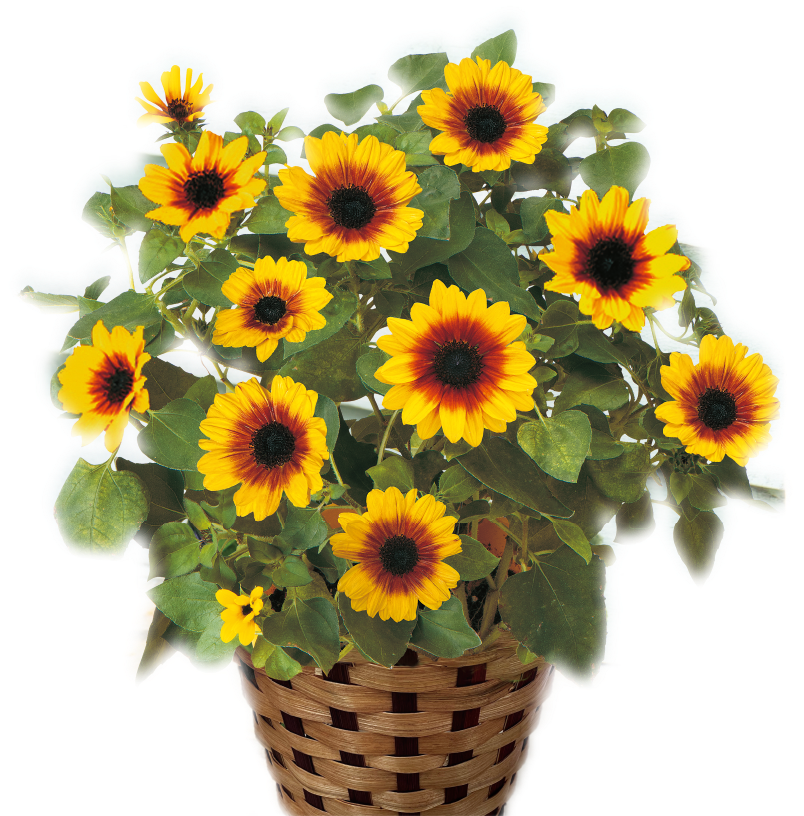 ひまわり鉢植え